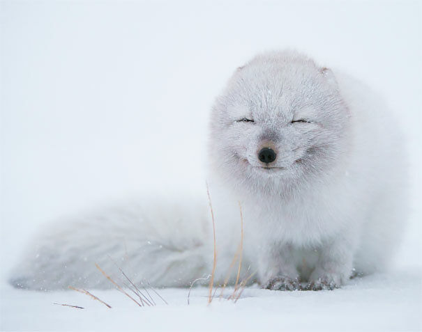 50 Adorable Smiling Animals That Are Guaranteed To Put A Smile On Your Face Today