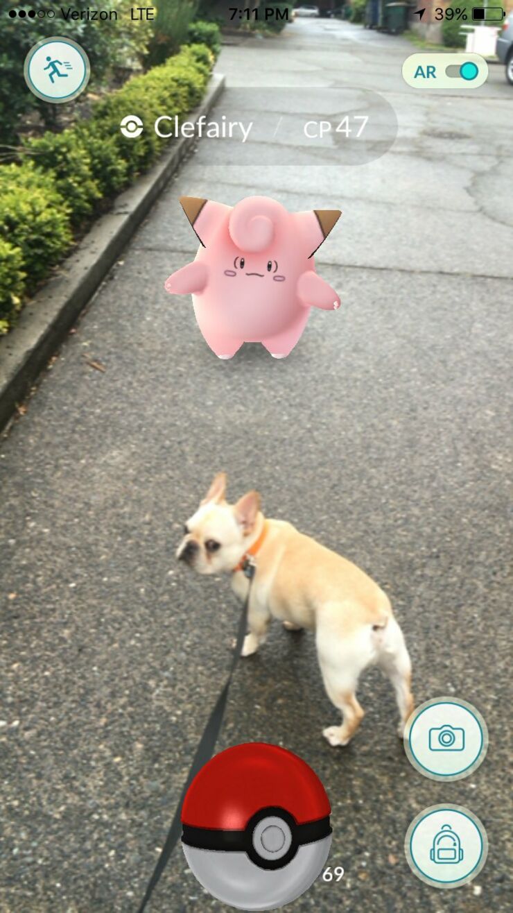 clefairy-caught-on-dog-walk-french-bulldod-pokemon-go