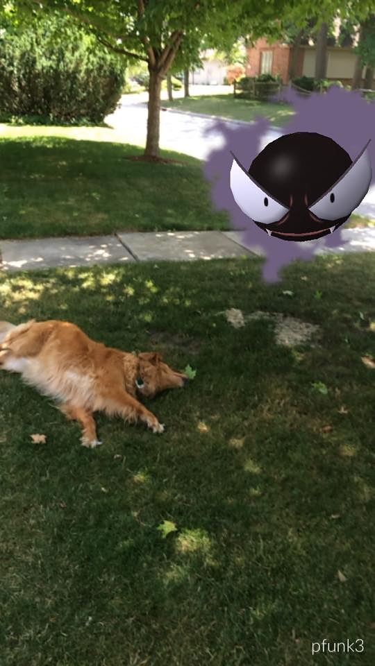 ghastly-golden-retriever-pokemon-go