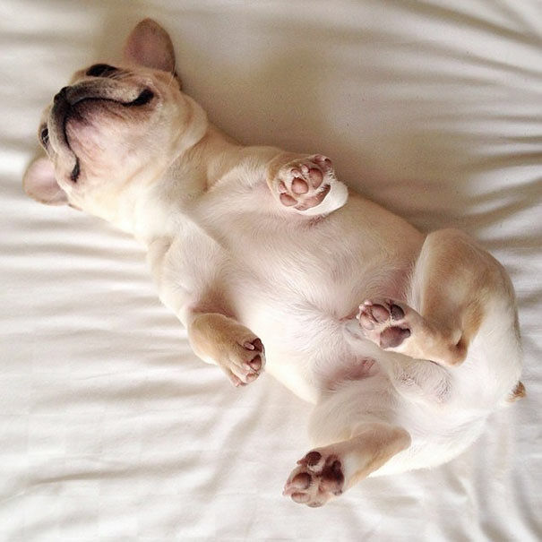 cute-bulldog-smiling-sleeping-dog-narcoleptic-frenchiebutt-millo-1