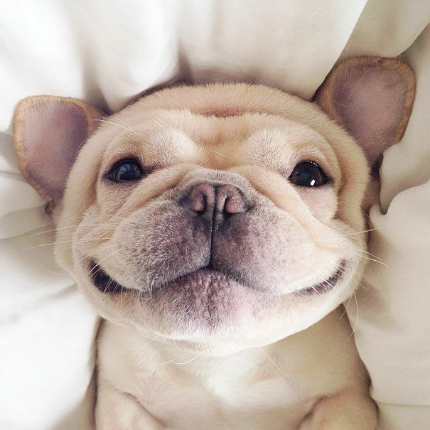 cute-bulldog-smiling-sleeping-dog-narcoleptic-frenchiebutt-millo-2
