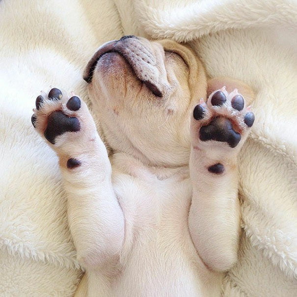 cute-bulldog-smiling-sleeping-dog-narcoleptic-frenchiebutt-millo-17
