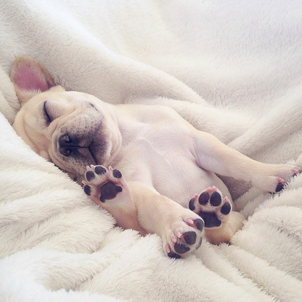 cute-bulldog-smiling-sleeping-dog-narcoleptic-frenchiebutt-millo-24