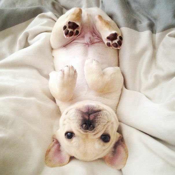 cute-bulldog-smiling-sleeping-dog-narcoleptic-frenchiebutt-millo-31