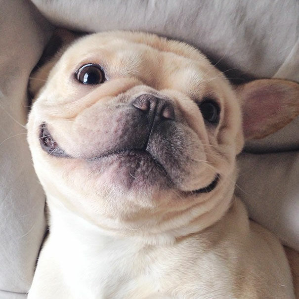 Meet Milo The Narcoleptic French Bulldog