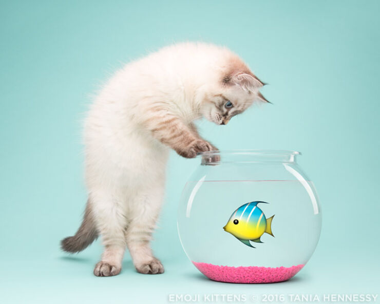 Emoji_Kittens_Tania_Hennessy_fish__2016_Tania_Hennessy