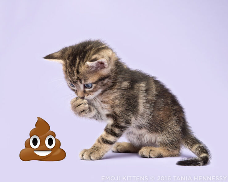 Emoji_Kittens_Tania_Hennessy_poop__2016_Tania_Hennessy