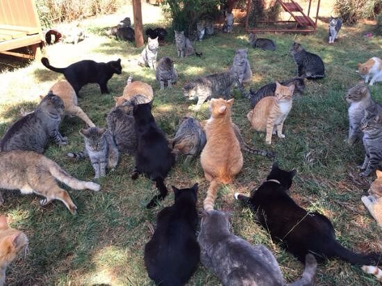 kitties-waiting-for-treats