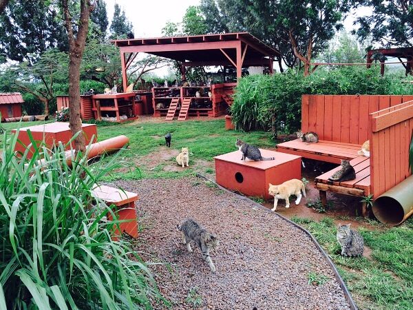 Lanai-Cat-Sanctuary-2