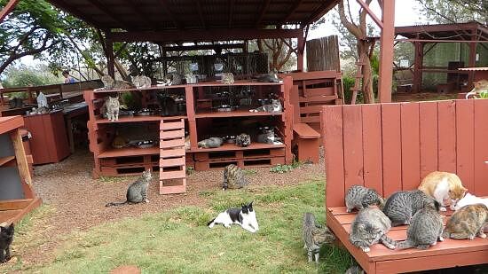 lanai-cat-sanctuary