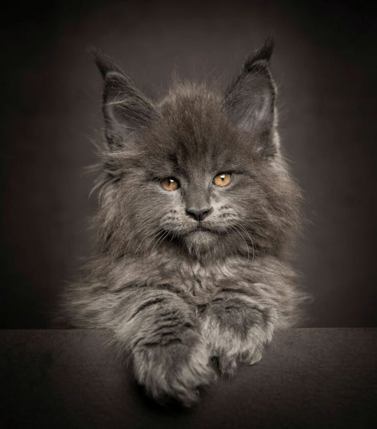 The Maine Coon Cat: Robert Sijka's Beautifuly Majestic Photos