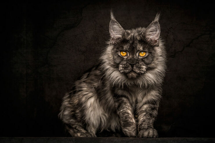 Robert Sijka Maine Coon Cat Photos - 02.