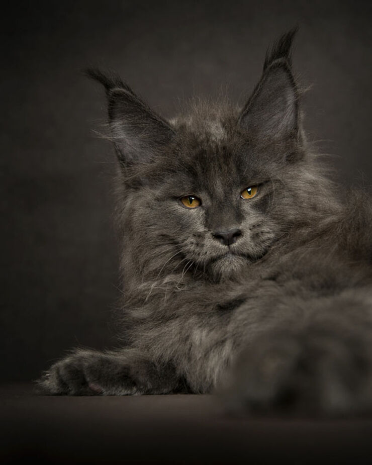 The Maine Coon Cat: Robert Sijka's Beautifuly Majestic Photos