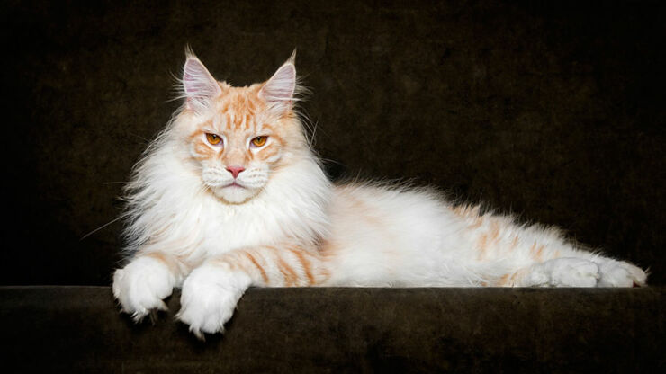 The Majesty Of A Maine Coon Cat - 01.