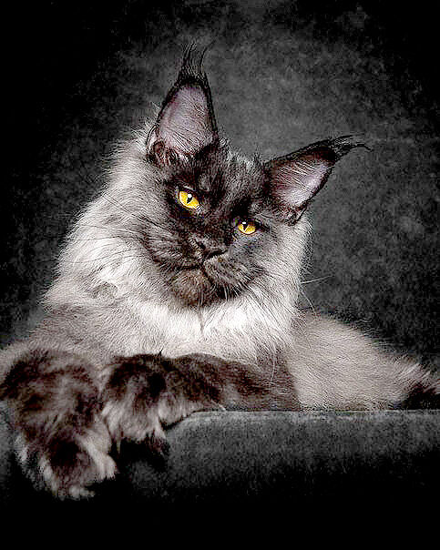 The Majesty Of A Maine Coon Cat - 02.