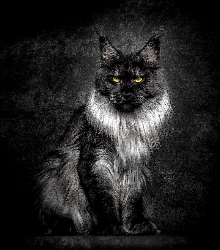 The Majesty Of A Maine Coon Cat - 04.