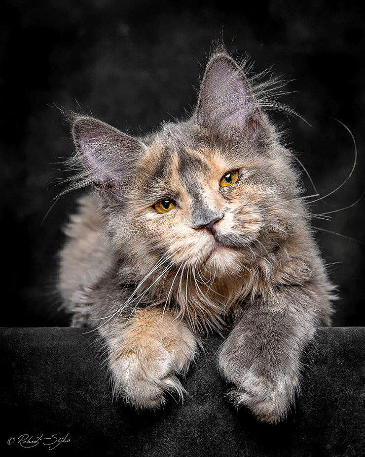The Majesty Of A Maine Coon Cat - 05.
