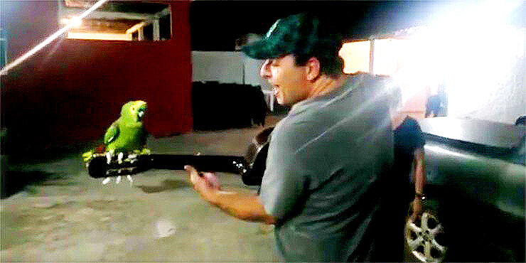 Amazon-Parrot-Duets-With-His-Human-Guitarist-For-An-Amusing-Interspecies-Medley