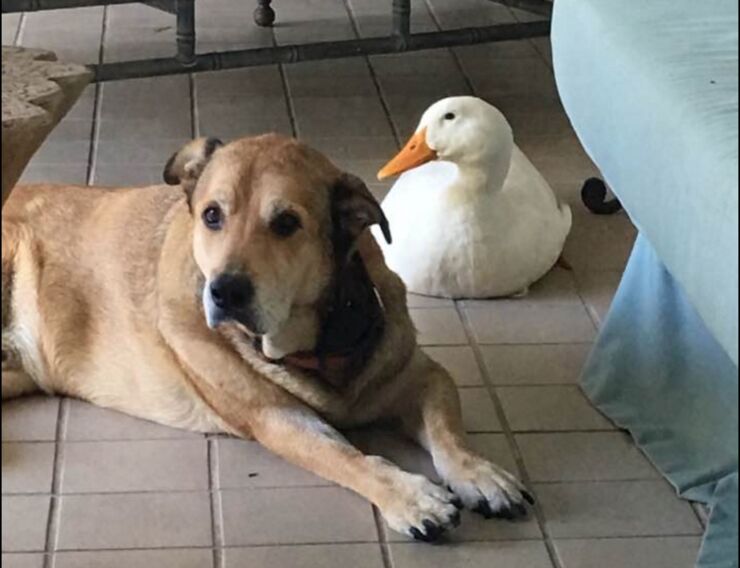 duck-dog