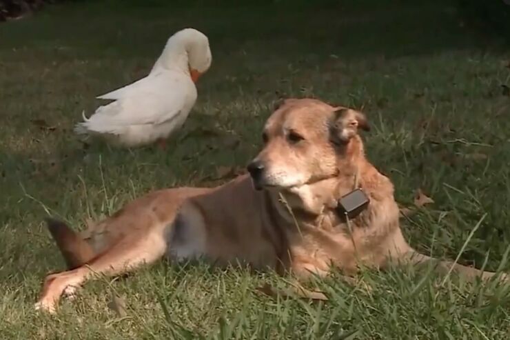 Duck-forms-unlikely-friendship-with-depressed-dog-in-Tennessee