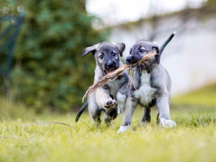 identical-twin-puppies