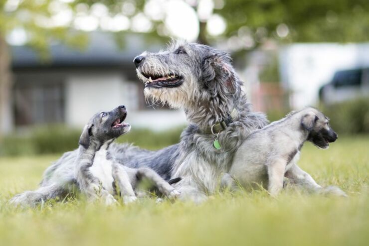 twin-puppies-looking-at-mother.jpg.838x0_q80