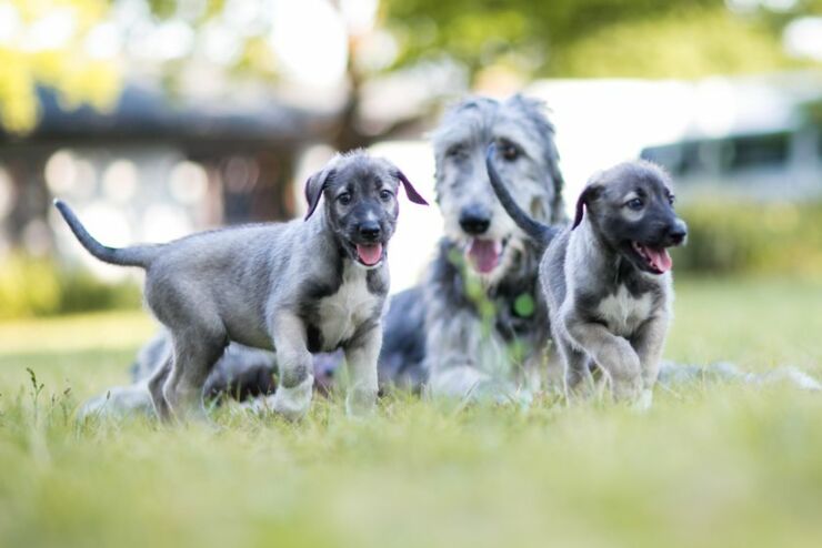 twin-puppies-mom-in-background.jpg.838x0_q80