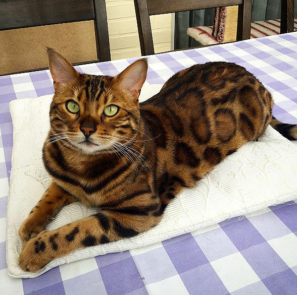 bengal