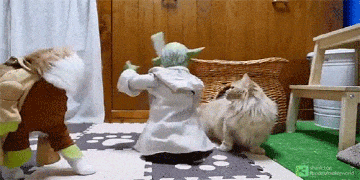 Yoda Tries To Train Some Very Unwilling Felines In The Ways of The Force