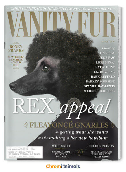 dog-magazines-1-438x595