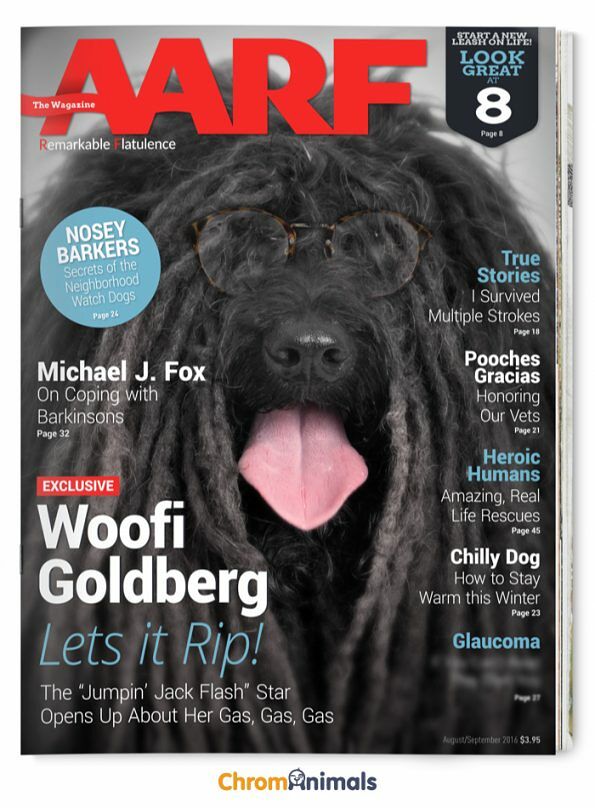 dog-magazines-6-595x808