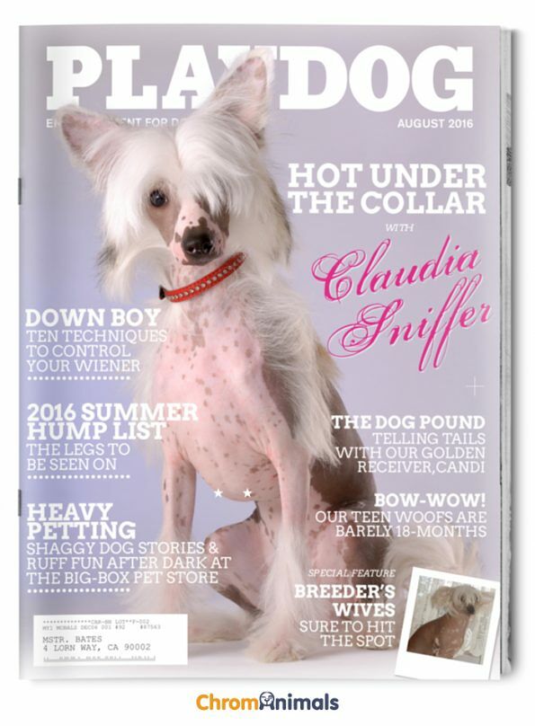 dog-magazines-7-595x808