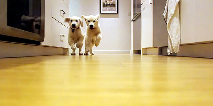 9-Month-Time-Lapse-Shows-Cute-Pups-Growing-Into-Dogs-As-They-Run-For-Their-Dinner