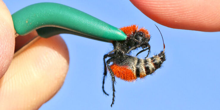 Guy Lets 'Cow Killer' Velvet Ant Sting Him On The Arm