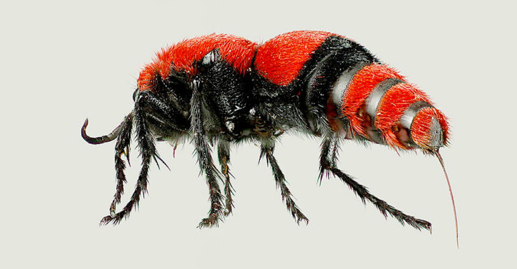 velvet_ant