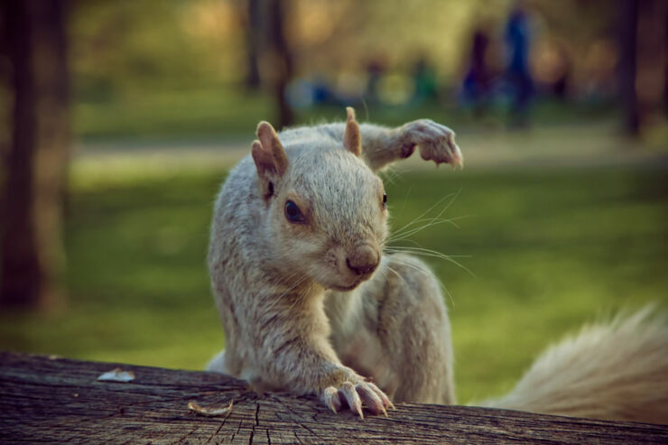 Badass Squirrel - 01