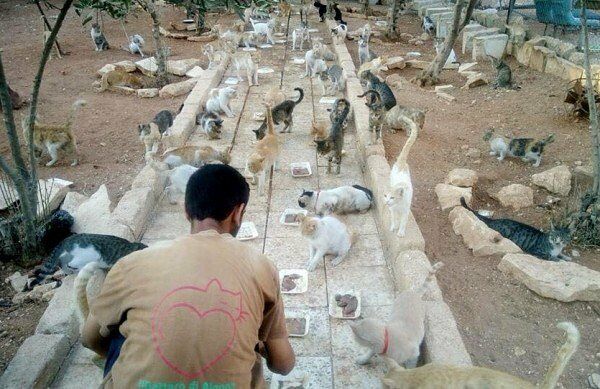 cat-man-of-aleppo2-600x389