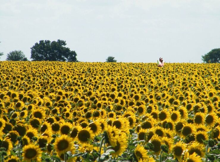 leosunflowers