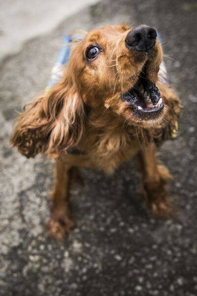 Every Dog That Needs A Wheelchair Gets One At This Romanian Animal Rescue Shelter