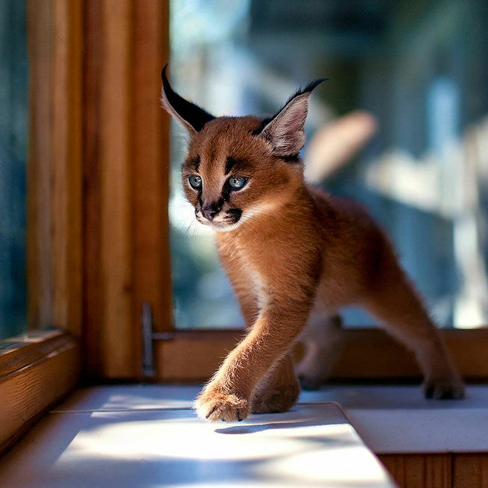 cute-baby-caracals-1-57fb57c17ee61__700