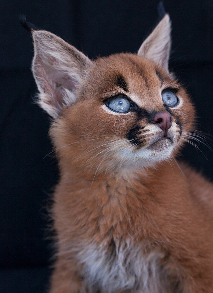 cute-baby-caracals-6-57fb5c41e28e0__700