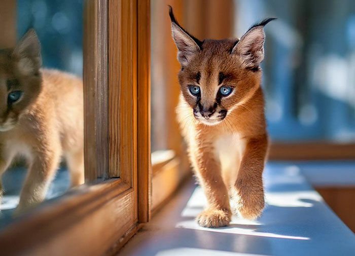 cute-baby-caracals-16-57fb617ac8f7e__700