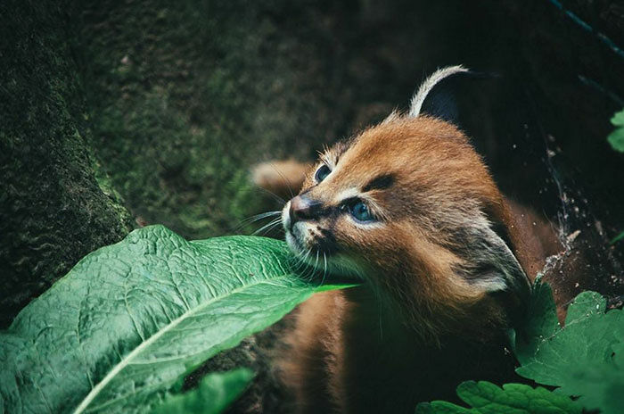 cute-baby-caracals-18-57fb6239c78bc__700