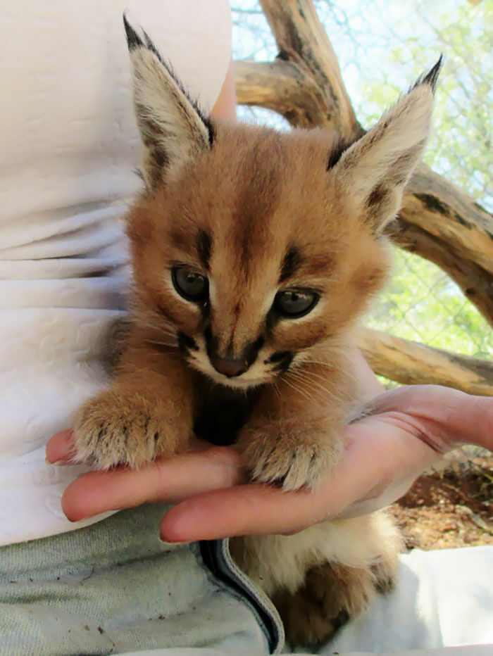 cute-baby-caracals-35-57fb8cf3580d4__700