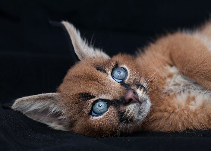 Cute-baby-caracals-70-57fb80ad77cfb__700