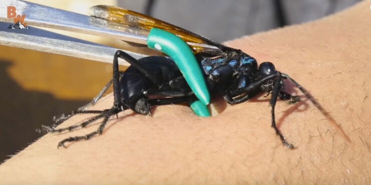 tarantula-hawk