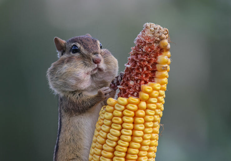 Comedy-Wildlife-Photo-Awards-Shortlist-57fb45e4e42fa__880