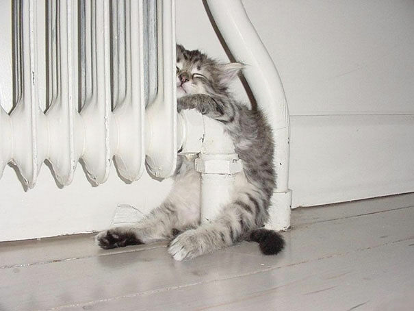 As If You Needed It, Here's 62 Examples That Show That Cats Can Sleep Pretty Much Anywhere.