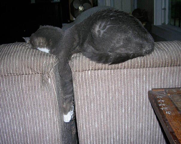 As If You Needed It, Here's 62 Examples That Show That Cats Can Sleep Pretty Much Anywhere.