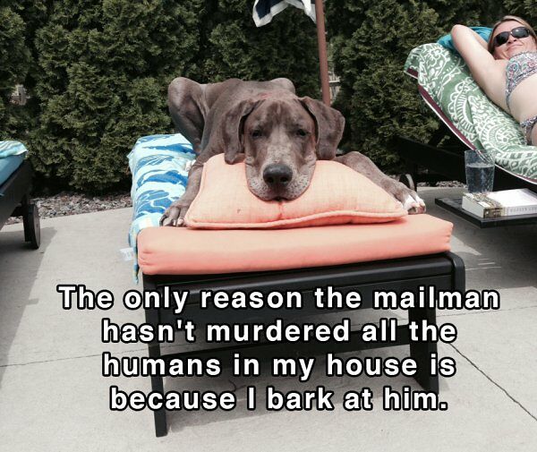 30 Dog Shower Thoughts Your Pet Pooch Thinks About
